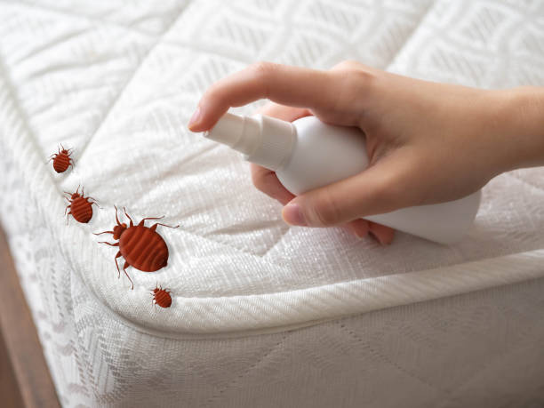 Best Pest Control Near Me  in Paulden, AZ